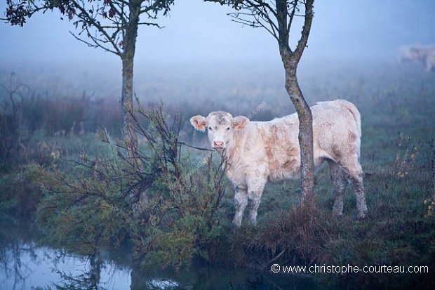 Marais Poitevin.