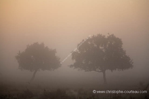 Paysage du Marais Poitevin