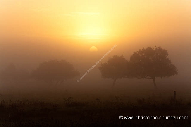 Paysage du Marais Poitevin