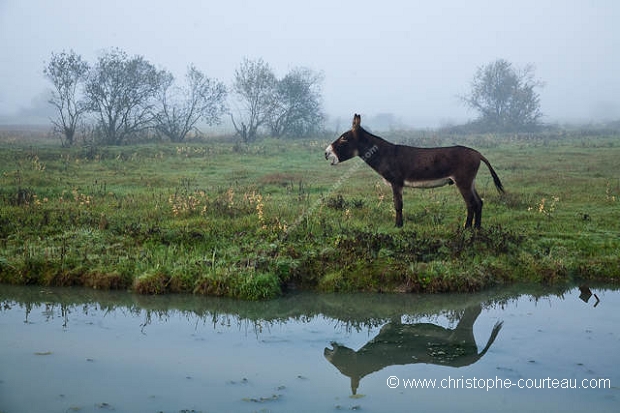 Marais Poitevin.