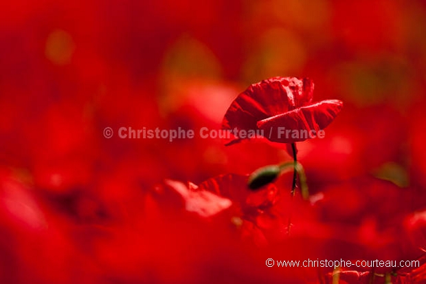 Champ de coquelicots