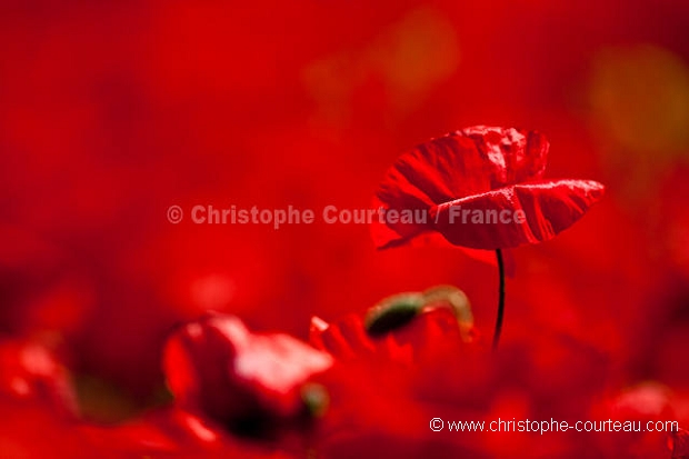 Champ de coquelicots