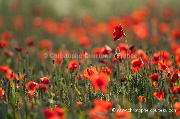 Champ de crales et coquelicots