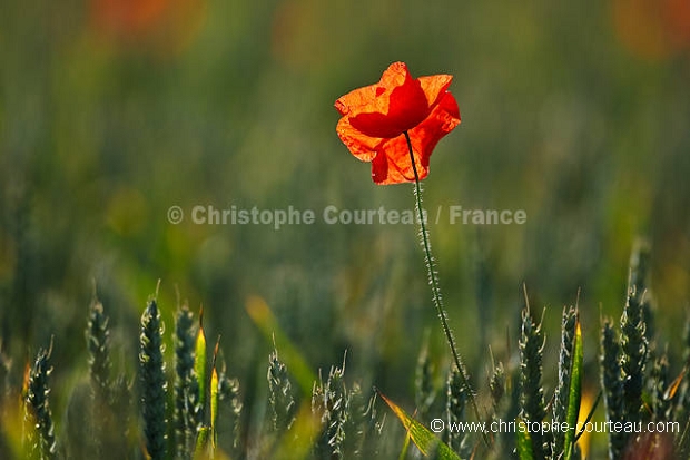 Champ de céréales et coquelicots