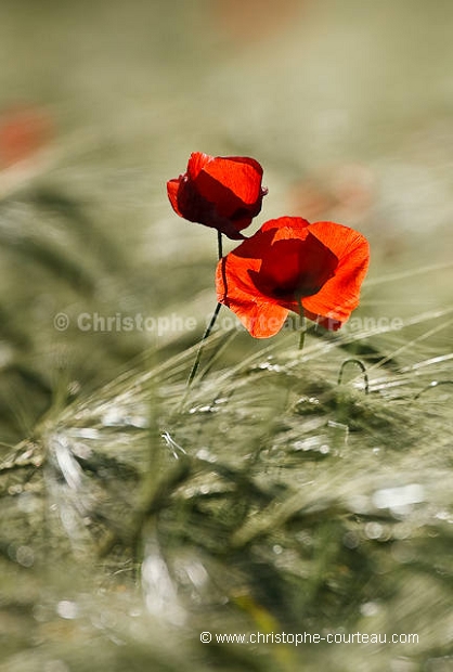 Common Poppies among crops.