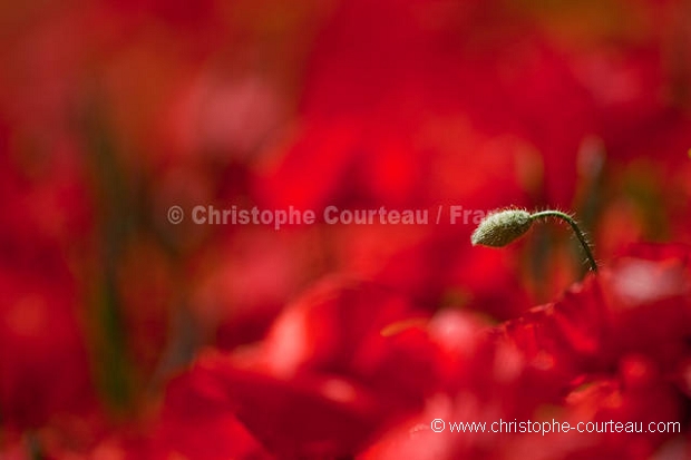 Champ de coquelicots au printemps