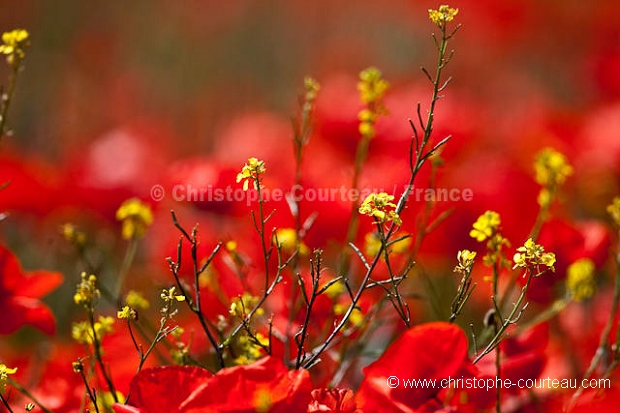 Champ de coquelicots et colza au printemps