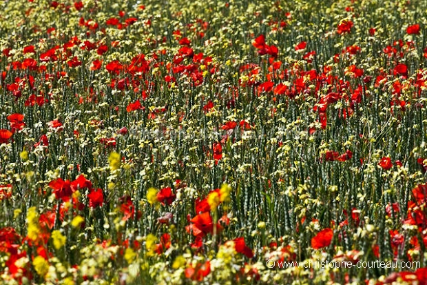 Champ de coquelicots  céréales au printemps