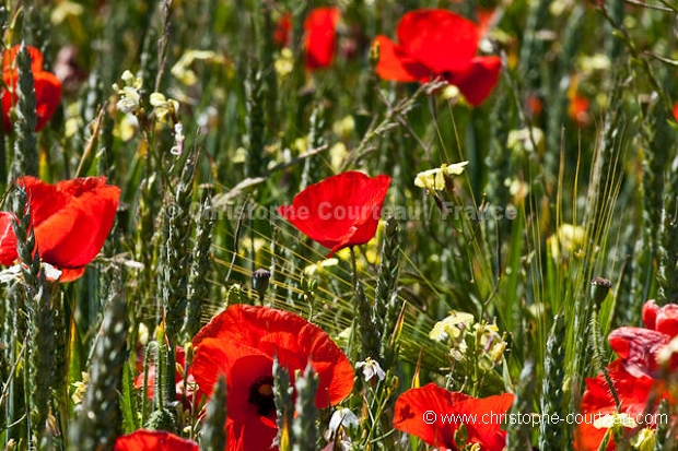 Champ de coquelicots  céréales au printemps