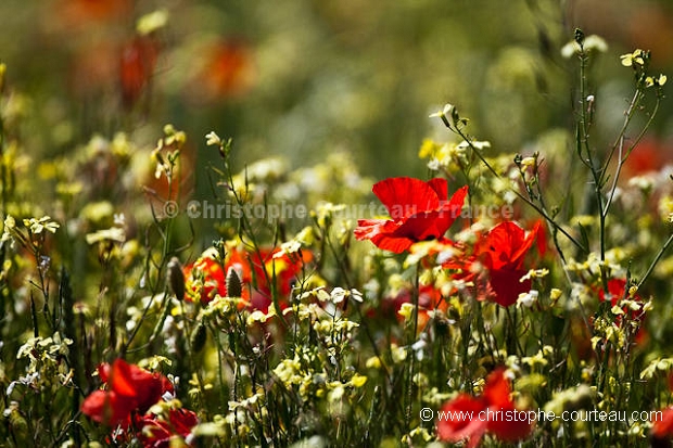 Champ de coquelicots  céréales au printemps