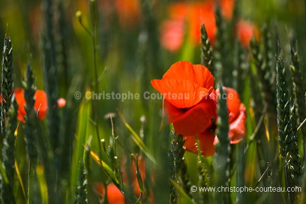 Champ de coquelicots  céréales au printemps