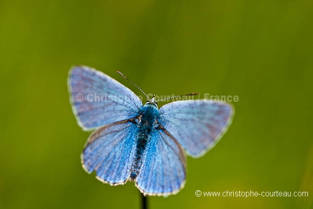 Papillons argus en accouplement.