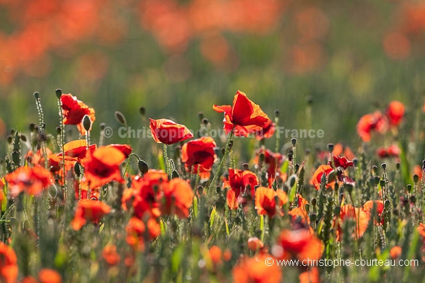 Champ de céréales et coquelicots