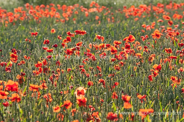 Champ de crales et coquelicots