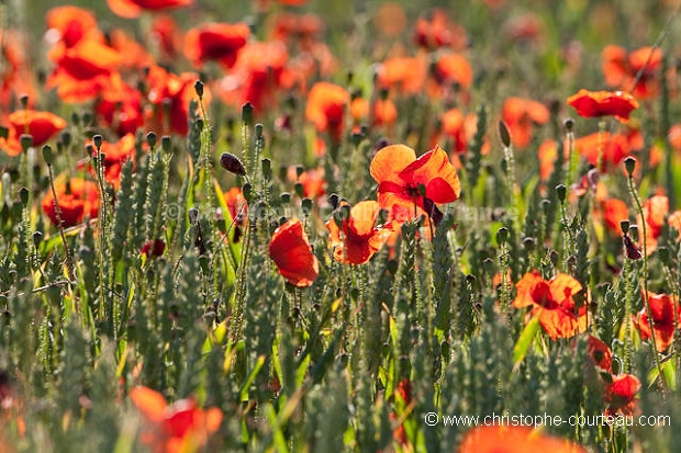 Champ de crales et coquelicots