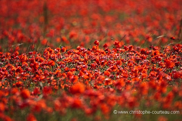 Champ de coquelicots