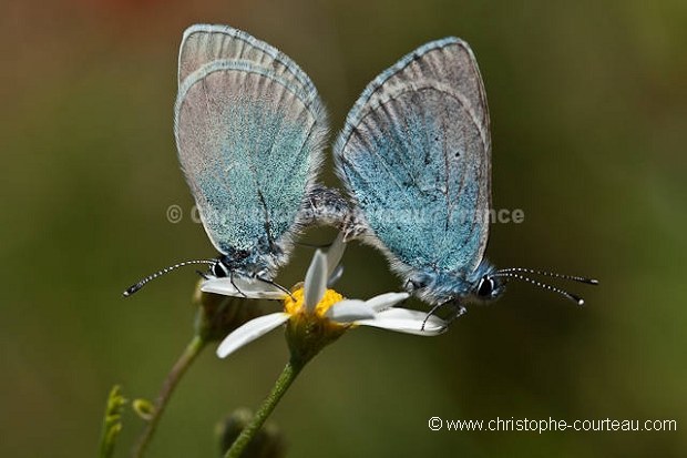 Couple of Butterfly mating.