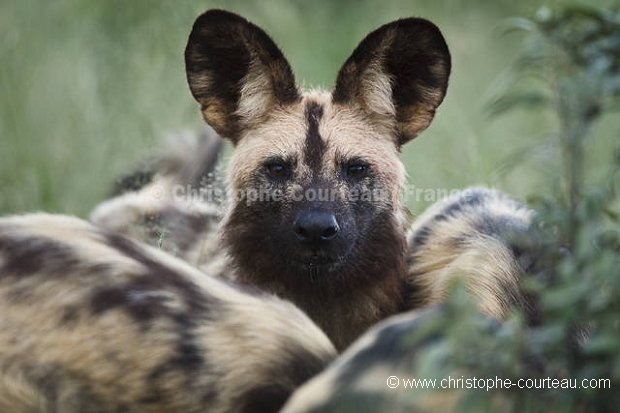 Wild Dog