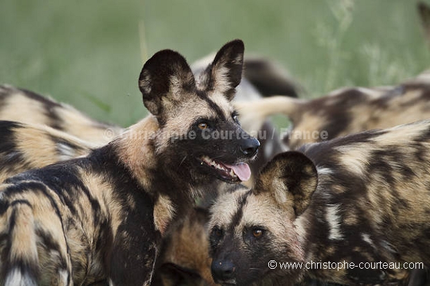 African Wild Dogs