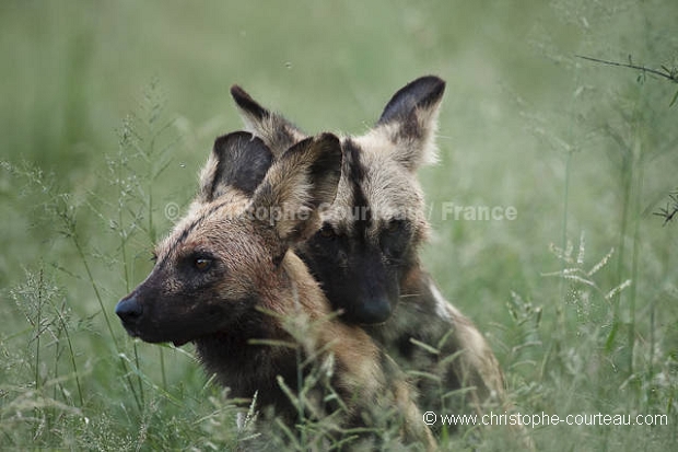 African Wild Dogs mating.