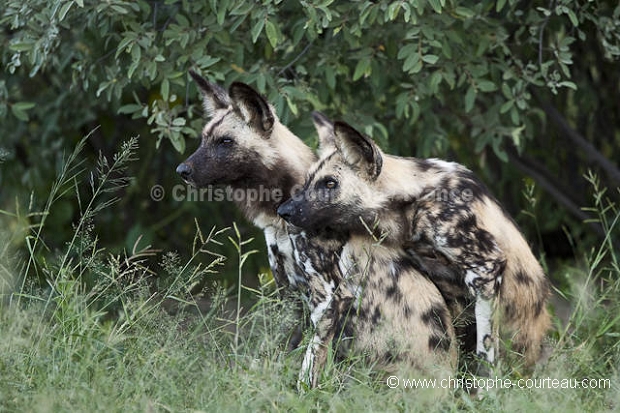 African Wild Dogs mating.