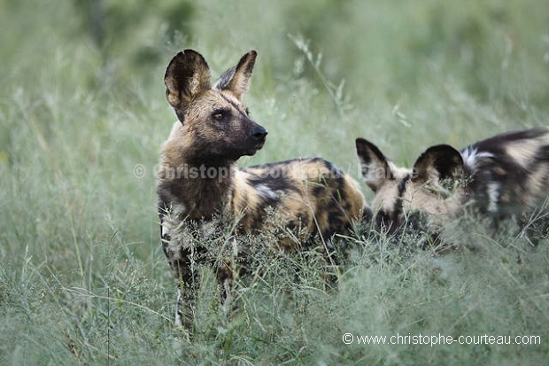 African Wild Dogs