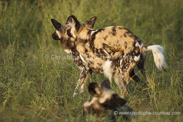 African Wild Dogs mating.