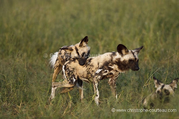 Couple de Lycaons