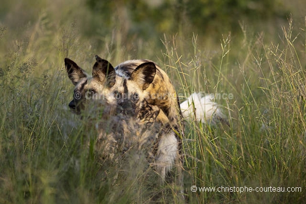 Couple de Lycaons en train de s'accoupler