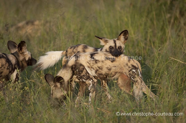 African Wild Dogs