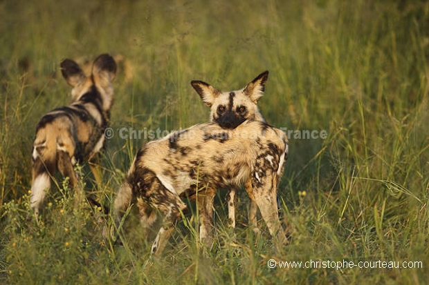 African Wild Dogs