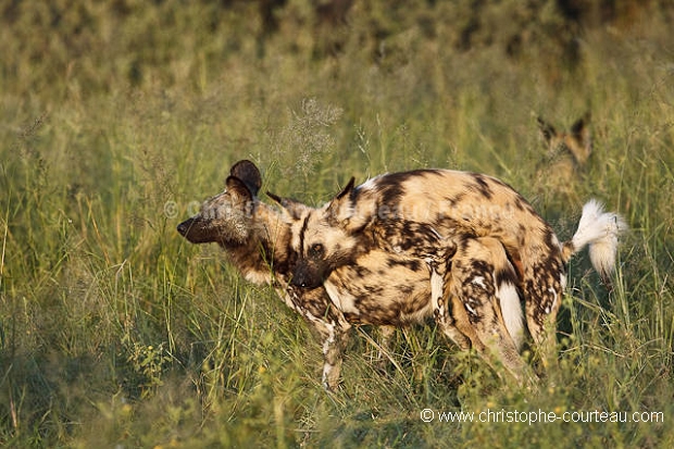 African Wild Dogs mating.