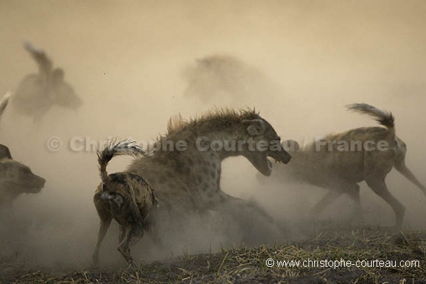 Wild Dogs Fight against Hyena