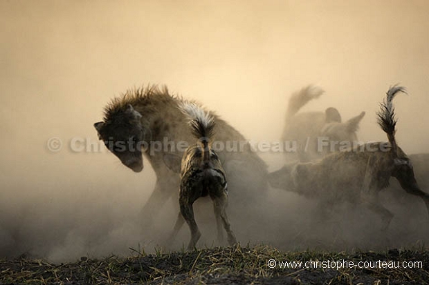 Agression de lycaons sur une hyne tachete.