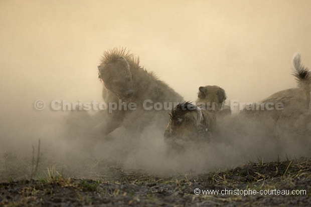 Agression de lycaons sur une hyne tachete.