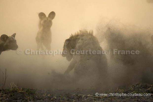 Agression de lycaons sur une hyne tachete.