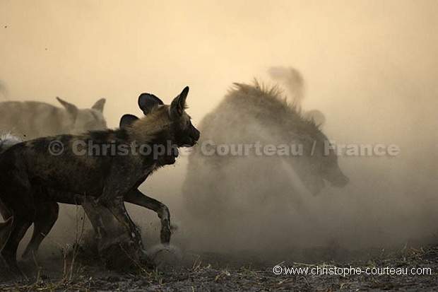 Wild Dogs Fight against Hyena