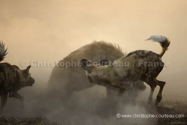 Agression de lycaons sur une hyne tachete.