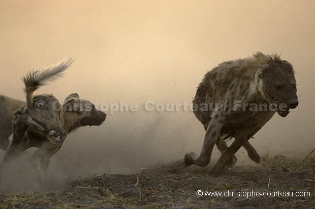 Agression de lycaons sur une hyne tachete.