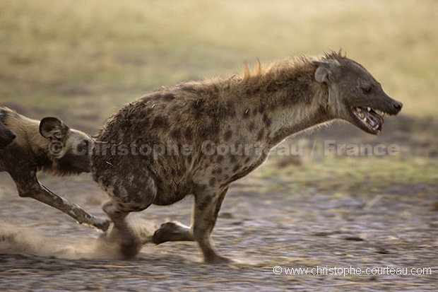 Agression de lycaons sur une hyne tachete.