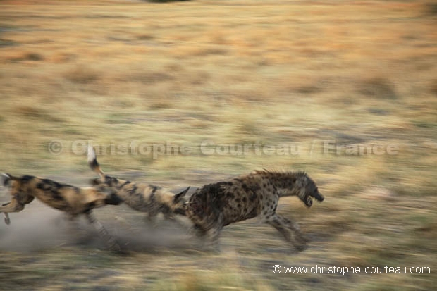 African Wild Dogs Fighting against Spotted Hyena