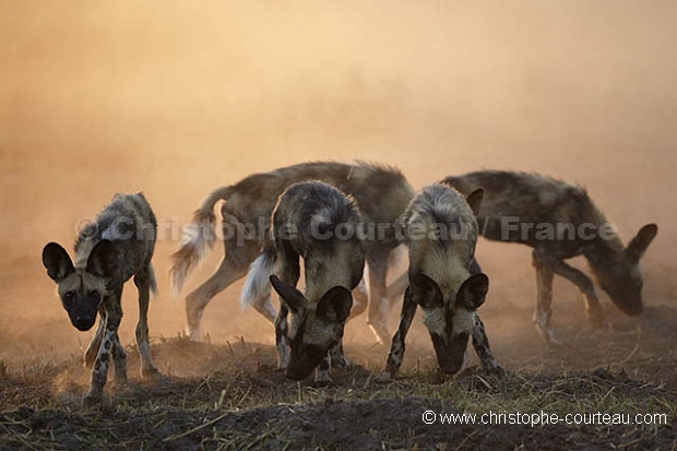 Young African Wild Dogs