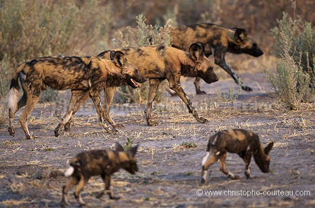 Pack of Wild Dogs on the move with the puppies following.