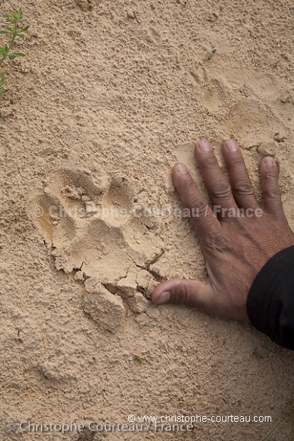 Jaguar footprints on river bank.