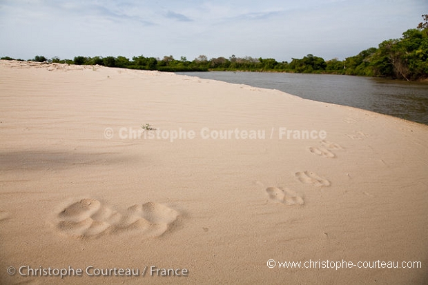 Jaguar footprints on river bank.