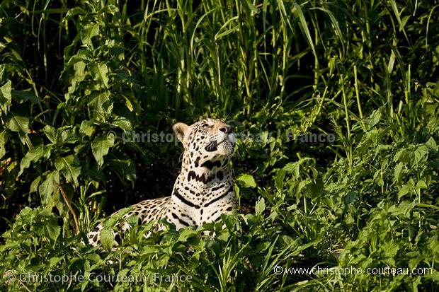 Jaguar mâle