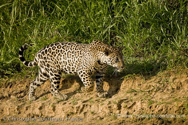 Jaguar mâle