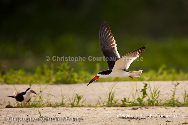 American Black Skimmer