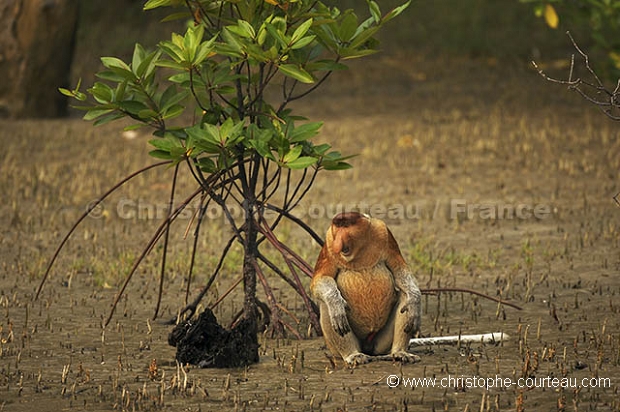 Proboscis Monkey