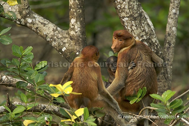 Proboscis Monkey